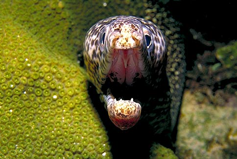 Spotted Moray - Gymnothorax moringa