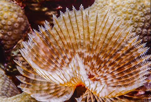 Magnificent Feather Duster - Sabellastarte magnifica