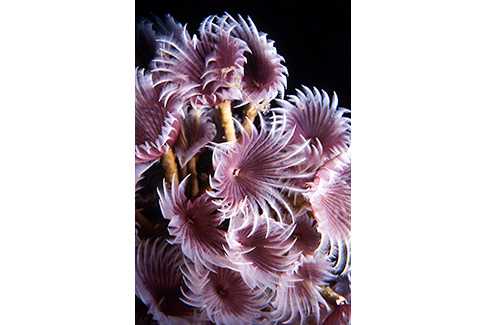 Social Feather Duster (violet) - Bispira brunnea