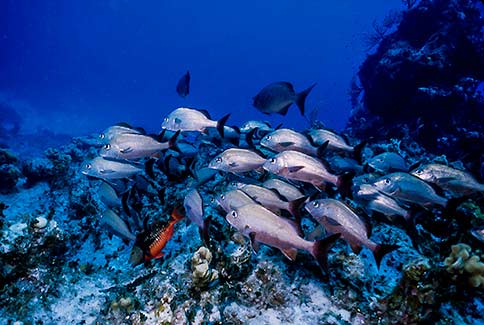 Caesar Grunt - Haemulon carbonarium