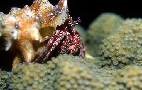White Speckled Hermit - Dardarus lagopodes