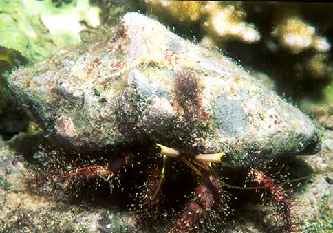 Hairy Red Hermit - Paguristes punticeps