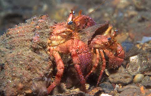 Bareye Hermit - Dardanus fucosus