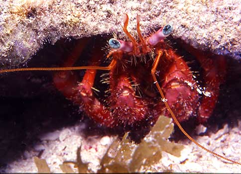 Stareye Hermit - Dardanus venosus