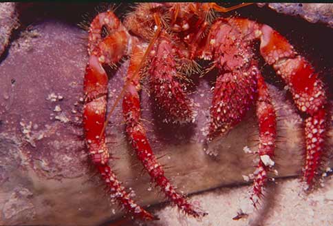 Stareye Hermit - Dardanus venosus