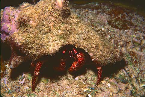 White Speckled Hermit - Paguristes punticeps