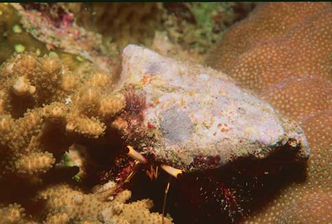 Hairy Red Hermit - Paguristes punticeps
