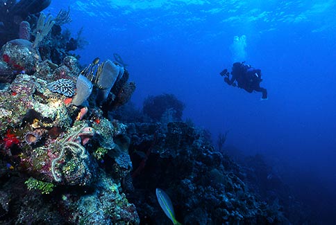 French Angelfish - Diver Scenic - Mandy's Eel Garden
