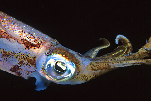 Caribbean Reef Squid - Sepioteuthis sepioidea