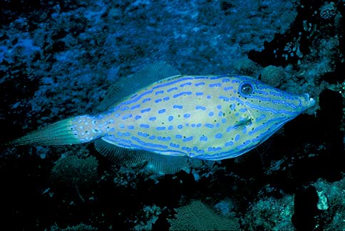 Scrawled Filefish - Aluterus scriptus