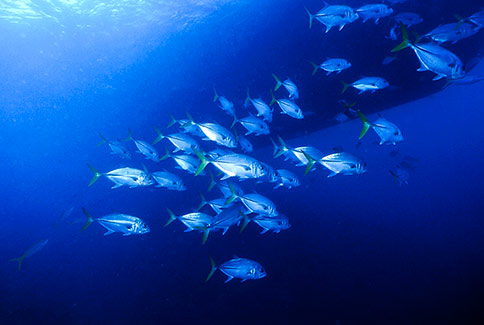 Horse-Eye Jacks - Caranx latus