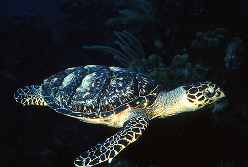 Hawksbill Turtle - Eretmochelys imbriocta