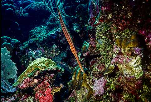 Trumpetfish - Aulostomus maculatus