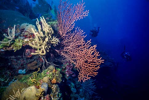 Diver Scenic - Roatan Honduras