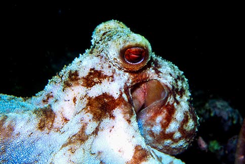 Caribbean Reef Octopus - Octopus briareus