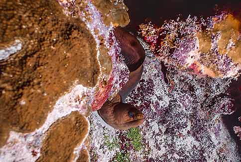 Green Moray - Gymnothorax funebris