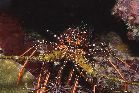 Spotted Spiney Lobster - Panulirus guttatus