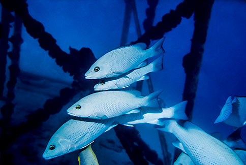 Gray Snapper - Lutjanus griseus