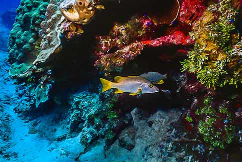 Schoolmaster - Lutjanus apodus