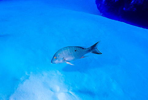 Mutton Snapper - Lutjanus analis