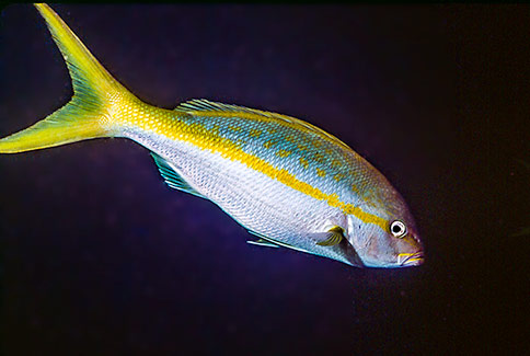 Yellowtail Snapper - Ocyurus chrysurus