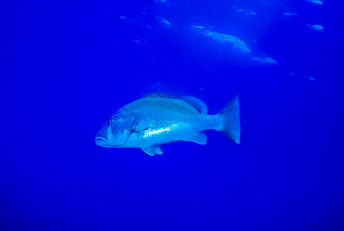 Dog Snapper - Lutjanus jocu