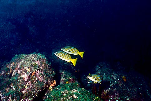 Blue and Gold Snapper - Lutjanus viridis