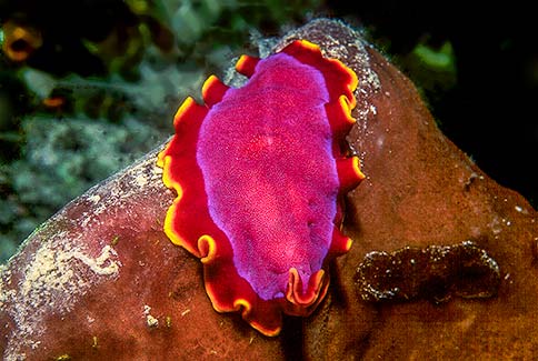 Polyclad Flatworm - Pseudoceros ferrugineus