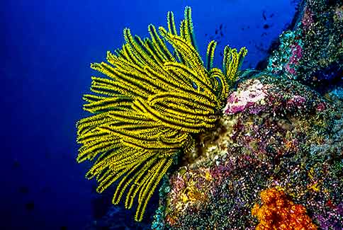 Feather Star - Oxycomanthus bennetti