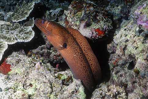 Yellow-Margined Moray - Gymnothorax flavimarginatus
