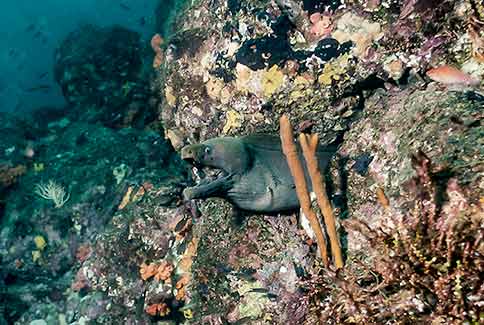 Panamic Green Moray - Gymnothorax castaneus