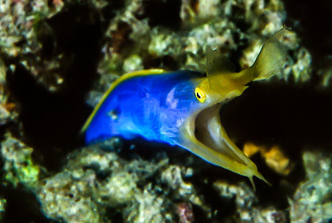 Ribbon Eel - Rhinomuraena quaesita