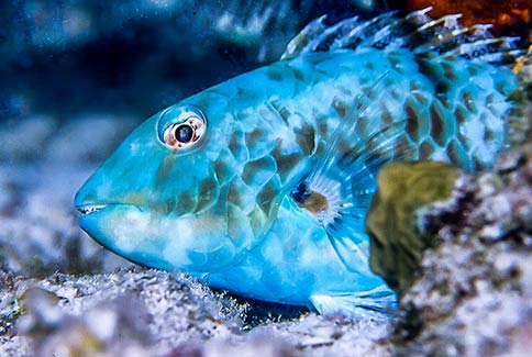 Red Tail Parrotfish - Sparisoma chrysopterum