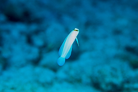 Yellowhead Jawfish - Opistognathus aurifrons