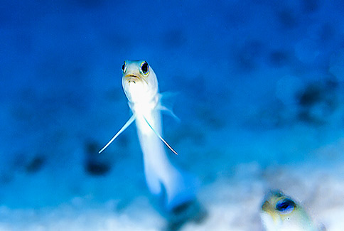 Yellowhead Jawfish - Opistognathus aurifrons