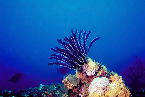 Black & White Crinoid - Nemaster grandis