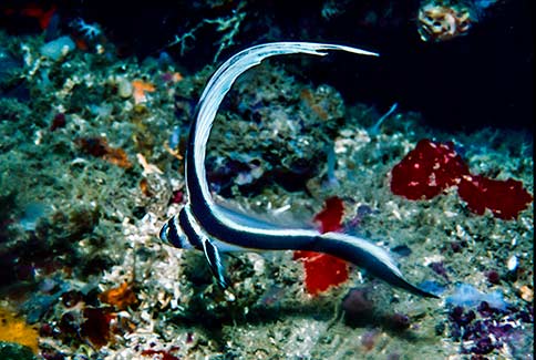 Juvenile Spotted Drum - Equetus punctatus