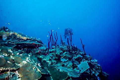 Erect Rope sponge - Amphimedon compressa