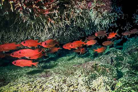 Panamic Soldierfish - Myripristis leiognathos