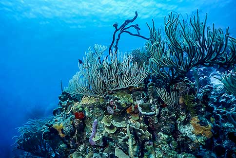 Reef Scenic - San Blas Islands