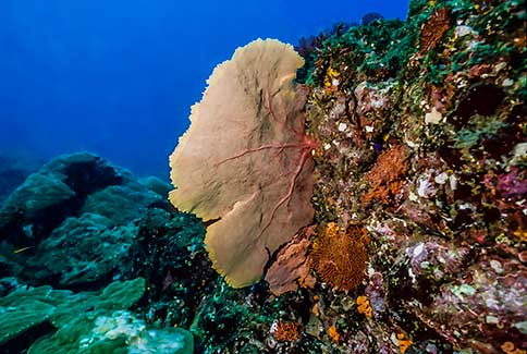 Sea Fan - Coiba Island