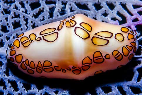 Flamingo Tongue Snail - Cyphoma gibbosum