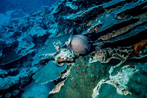 Gray Angelfish - Pomacanthus arcuatus