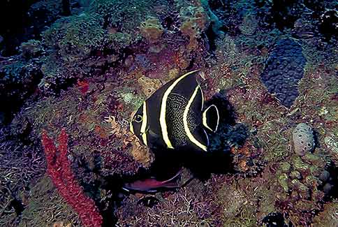 French Angelfish (juvenile) - Pomacanthus paru
