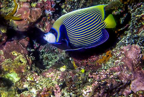 Emperor Angelfish - Pomacanthus imperator