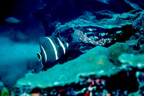 Gray Angelfish (juvenile) - Pomacanthus arcuatus