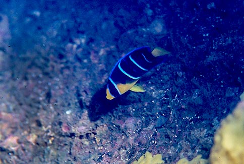 Blue Angelfish (juvenile) - Holacanthus bermudensis