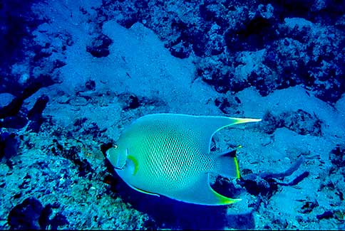 Blue Angelfish - Holacanthus bermudensis
