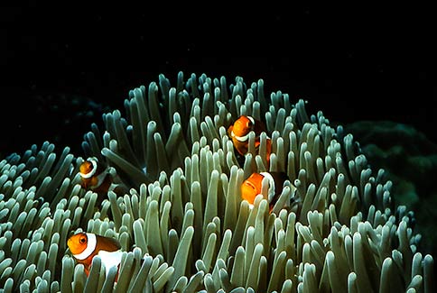 Clown Anemonefish - Amphiprion ocellaris