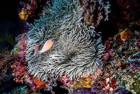 Pink Anemonefish - Amphiprion perideraion